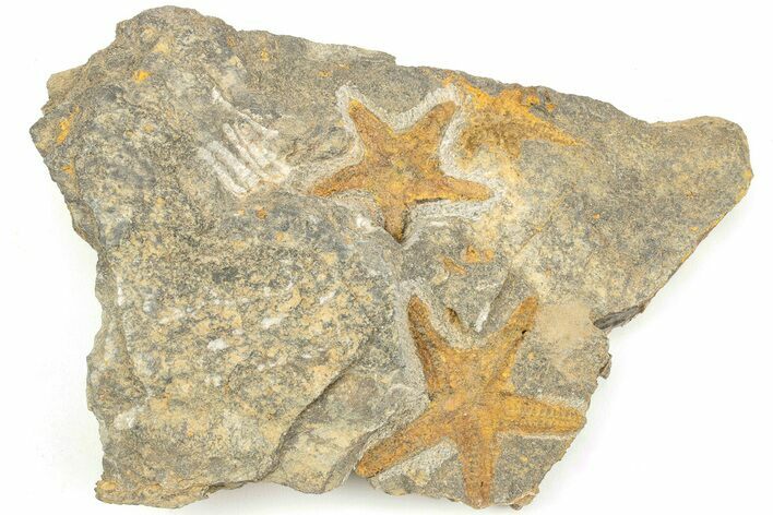 Three Ordovician Starfish (Petraster?) Fossil - Morocco #209012